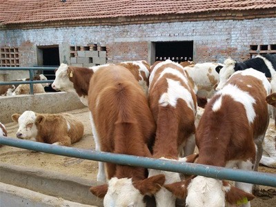 2021年西门塔尔肉牛崽价格西门塔尔小肉牛价格肉牛崽价格图4