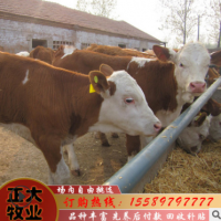 养殖西门塔尔肉牛哪里有卖西门塔尔牛的现在西门塔尔肉牛价格