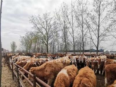 西门塔尔牛养殖场出售西门塔尔牛犊 改良肉牛图2