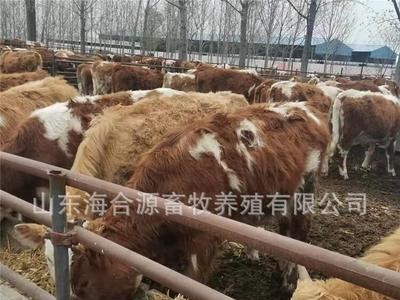 西门塔尔牛养殖场出售西门塔尔牛犊 改良肉牛图4