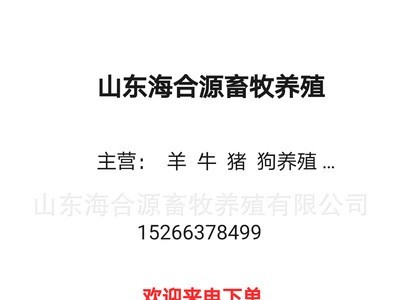 西门塔尔牛养殖场出售西门塔尔牛犊 改良肉牛图5
