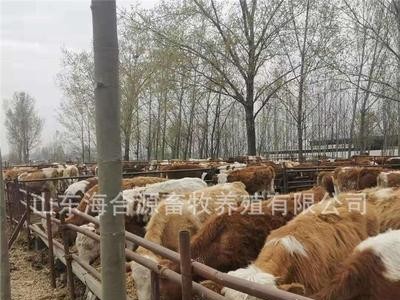 西门塔尔牛养殖场出售西门塔尔牛犊 改良肉牛图3