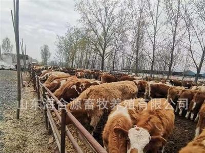 西门塔尔牛养殖场出售西门塔尔牛犊 改良肉牛图1