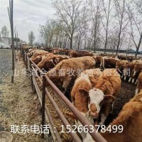 西门塔尔牛养殖场出售西门塔尔牛犊 改良肉牛