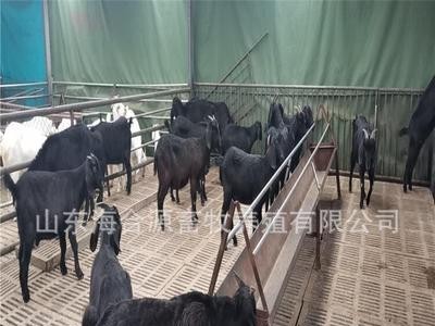 养殖场出售努比亚黑山羊种羊 黑山羊羊羔价格 包技术包运输图5