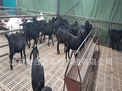 养殖场出售努比亚黑山羊种羊 黑山羊羊羔价格 包技术包运输图2