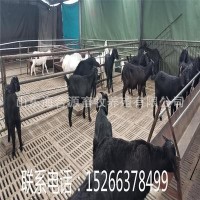 养殖场出售努比亚黑山羊种羊 黑山羊羊羔价格 包技术包运输
