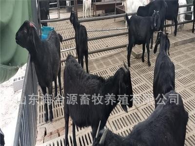 养殖场出售努比亚黑山羊种羊 黑山羊羊羔价格 包技术包运输图4
