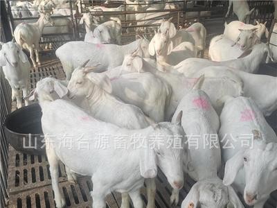 养殖出售白山羊活体羊羔白山羊种母羊种公羊包技术包运输图5