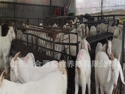 养殖出售白山羊活体羊羔白山羊种母羊种公羊包技术包运输图2