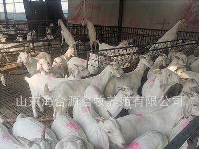 养殖出售白山羊活体羊羔白山羊种母羊种公羊包技术包运输图3