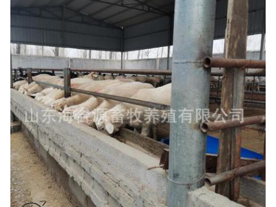 养殖场出售小尾寒羊 小羊羔 羊苗 小尾寒羊种羊价格 包技术包运输图3