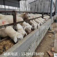 养殖场出售小尾寒羊 小羊羔 羊苗 小尾寒羊种羊价格 包技术包运输