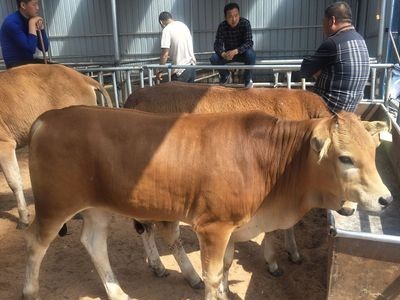 鲁西黄牛养殖 鲁西黄牛利润分析 鲁西黄牛效益图1