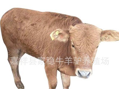 鲁西黄牛养殖 鲁西黄牛利润分析 鲁西黄牛效益图5