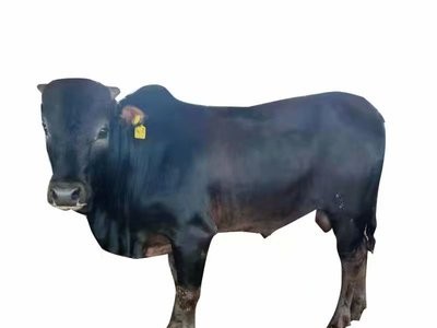 大量出售安格斯牛养殖安格斯价格肉牛小牛犊批发山东养殖厂家图5