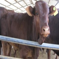 大量出售安格斯牛养殖安格斯价格肉牛小牛犊批发山东养殖厂家