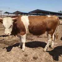 牛犊活体出售鲁西黄牛3-6个月小牛育肥批发肉牛贵州西门塔尔牛