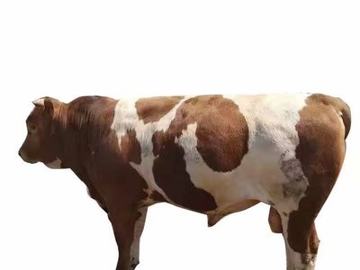 牛犊活体出售鲁西黄牛3-6个月小牛育肥批发肉牛贵州西门塔尔牛图5