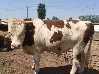 牛犊活体出售鲁西黄牛3-6个月小牛育肥批发肉牛贵州西门塔尔牛图3