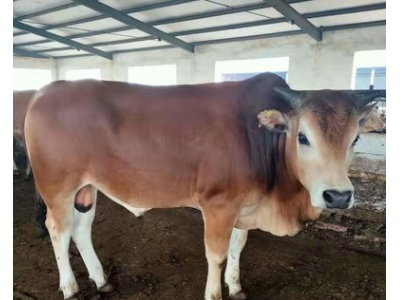 鲁西黄牛养殖场 鲁西黄牛一年能长多少斤 肉牛犊批发价格图2