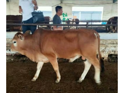鲁西黄牛养殖场 鲁西黄牛一年能长多少斤 肉牛犊批发价格图3