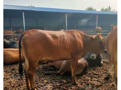 鲁西黄牛养殖场 鲁西黄牛一年能长多少斤 肉牛犊批发价格图1