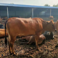 鲁西黄牛养殖场 鲁西黄牛一年能长多少斤 肉牛犊批发价格