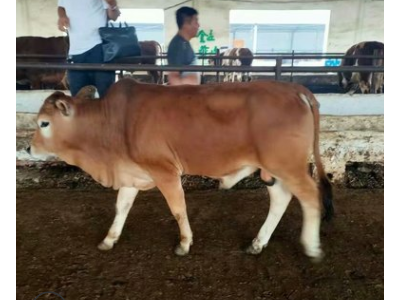 鲁西黄牛养殖场 鲁西黄牛一年能长多少斤 肉牛犊批发价格图5