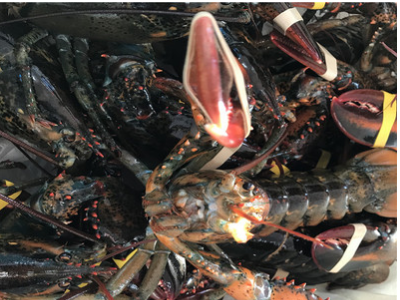 加拿大鲜活波士顿龙虾波龙鲜活海鲜澳洲大龙虾餐饮供应图2