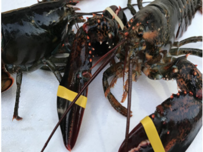 加拿大鲜活波士顿龙虾波龙鲜活海鲜澳洲大龙虾餐饮供应图3