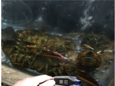 加拿大鲜活波士顿龙虾波龙鲜活海鲜澳洲大龙虾餐饮供应图4