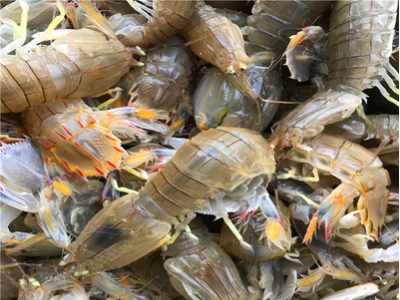 鲜活皮皮虾虾爬子虾婆濑尿虾琵琶虾富贵虾 水产海鲜餐饮批发图2