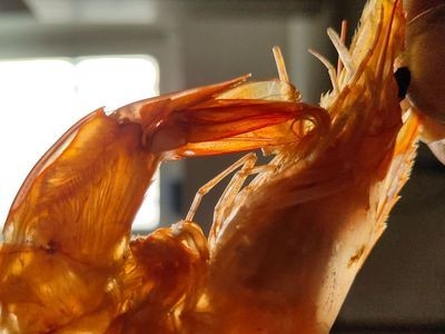 厂家批发 海鲜干货 淡干烤虾干 对虾干 即食烤虾 大虾250克图2