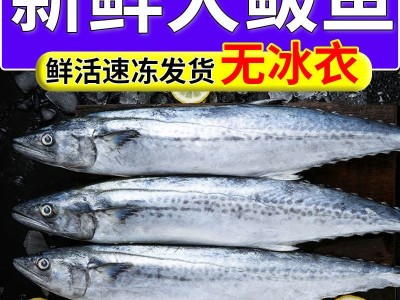 野生马鲛鱼新鲜海捕马鲛鱼新鲜鲜活鲅鱼燕尾鲅鱼大号鲅鱼鲅鱼整条图3