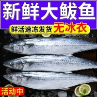 野生马鲛鱼新鲜海捕马鲛鱼新鲜鲜活鲅鱼燕尾鲅鱼大号鲅鱼鲅鱼整条