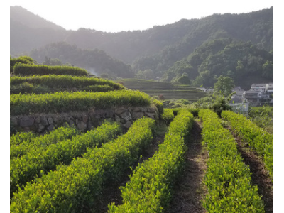 2021新茶 龙井茶叶批发 高山绿茶散装杭州原产地厂家 500g浓豆香图4