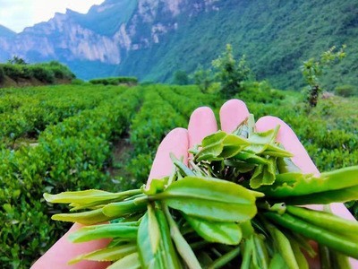 新款蓝焙·恩施玉露香嫩品质一芽一叶茶叶玉露二级散装 现货批发图3