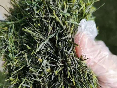 新款蓝焙·恩施玉露香嫩品质一芽一叶茶叶玉露二级散装 现货批发图2