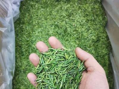2020年新绿茶 竹针茶 早白尖芯子 四川雅安 怡宏 厂里可定做 250g图4