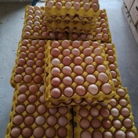 农二，农五虫草土鸡蛋，420/箱，净重38斤—47斤，日捡日发