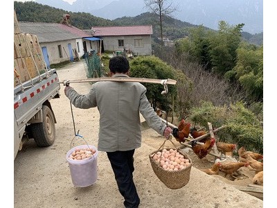 【厂货通】安徽散养土鸡蛋30枚 净重1350g左右 招代理一件代发图4