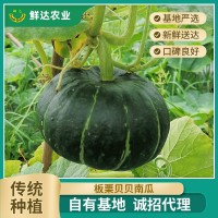 板栗味贝贝南瓜 批发贝贝小南瓜量大从优 香糯宝宝辅食南瓜