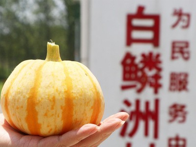 礼盒贝贝南瓜 橘贝南瓜贝贝南瓜组合装 白鳞洲贝贝南瓜 基地直供图5