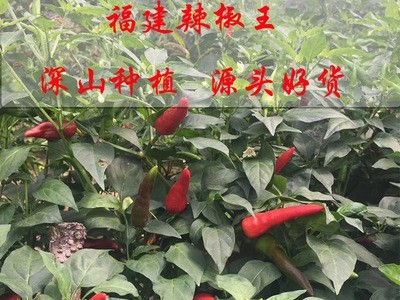 吉顺福建古田特产辣椒朝天椒 干卤味鸭掌鸭脖原材料调味品供图3