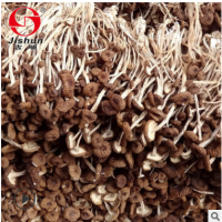茶树菇新货古田特产 茶树菇不开伞特产批发 干货散装无熏厂家批发