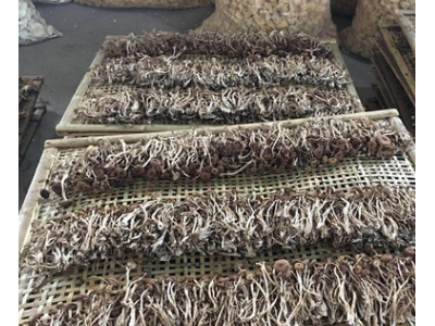 茶树菇新货古田特产 茶树菇不开伞特产批发 干货散装无熏厂家批发图5