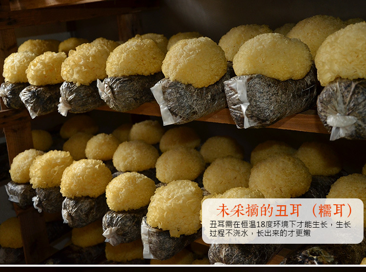 重做丑耳_08