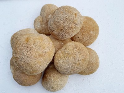 古田猴头菇干货批发 猴头菇5-8cm散装产地直发250g图2
