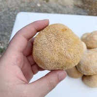 古田猴头菇干货批发 猴头菇5-8cm散装产地直发250g